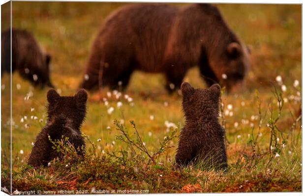Bear cubs sat watching another family of bears in swamp area Canvas Print by Jenny Hibbert