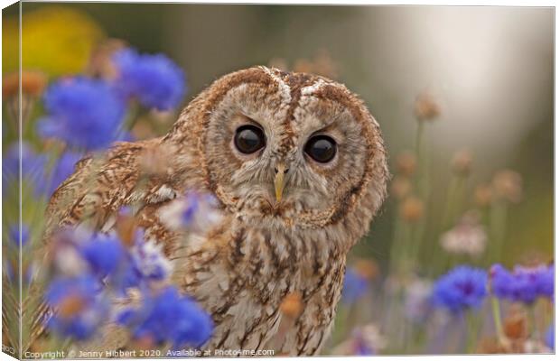 Tawny Owl sitting in flowers Canvas Print by Jenny Hibbert