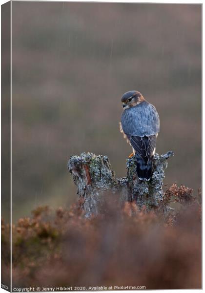 Portrait of Merlin alert in the rain, in highlands of Scotland Canvas Print by Jenny Hibbert