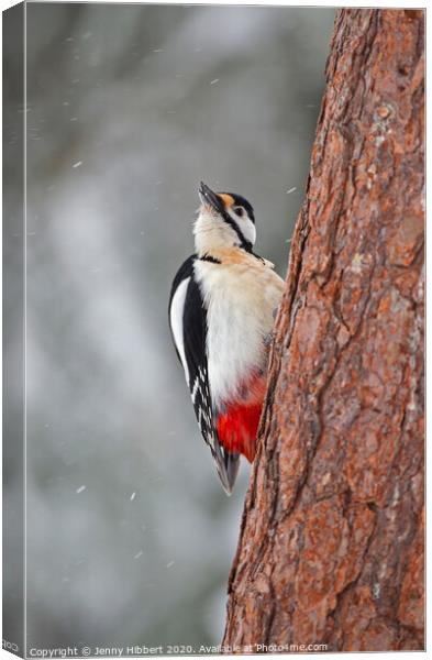 Great Spotted Woodpecker in falling snow Canvas Print by Jenny Hibbert