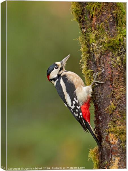 Great Spotted Woodpecker clinging to tree Canvas Print by Jenny Hibbert