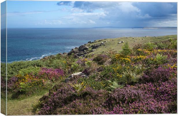 Heather on Cornish Coast Canvas Print by Brigitte Whiteing