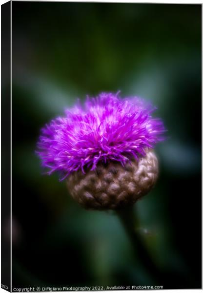 Flower of Scotland Canvas Print by DiFigiano Photography
