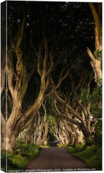 The Dark Hedges Canvas Print by DiFigiano Photography