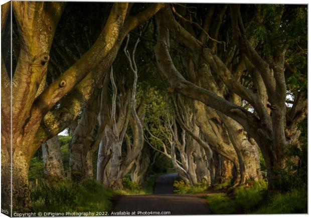 The Dark Hedges 2 Canvas Print by DiFigiano Photography