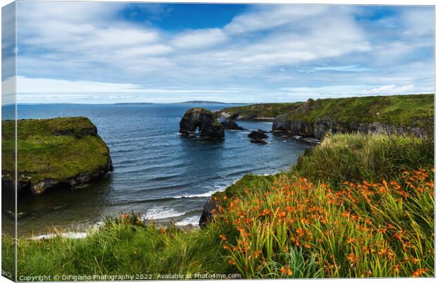 Ballybunion Cliff Walk Canvas Print by DiFigiano Photography