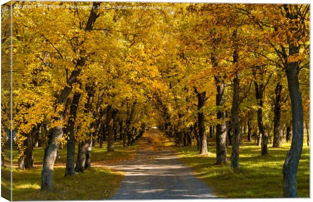 Deta Forest Lane Canvas Print by DiFigiano Photography