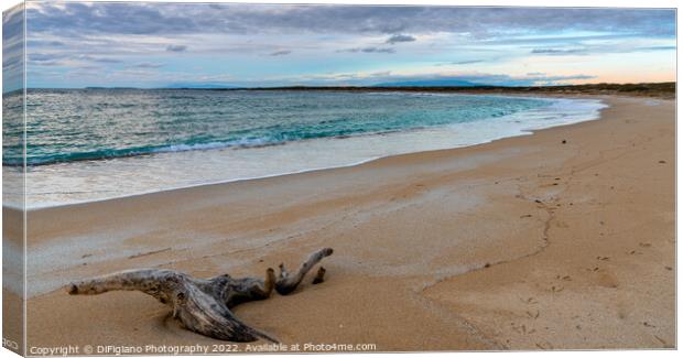 Maimoni Driftwood Canvas Print by DiFigiano Photography