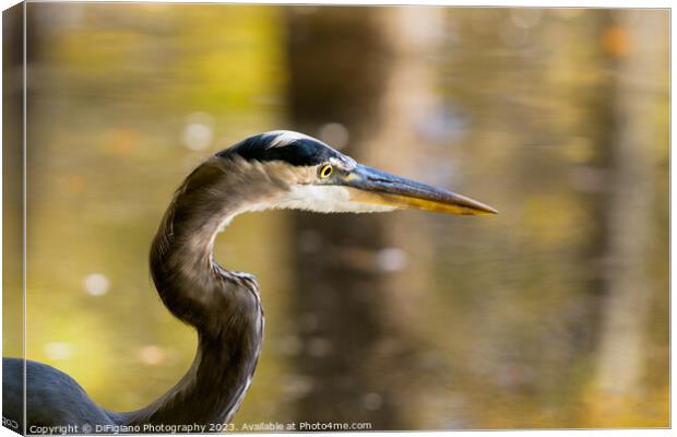 Great Heron Canvas Print by DiFigiano Photography