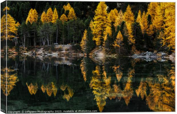 Palpuogna Larch Canvas Print by DiFigiano Photography