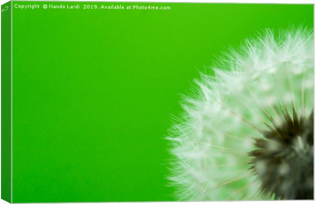 Dandelion Green Canvas Print by DiFigiano Photography