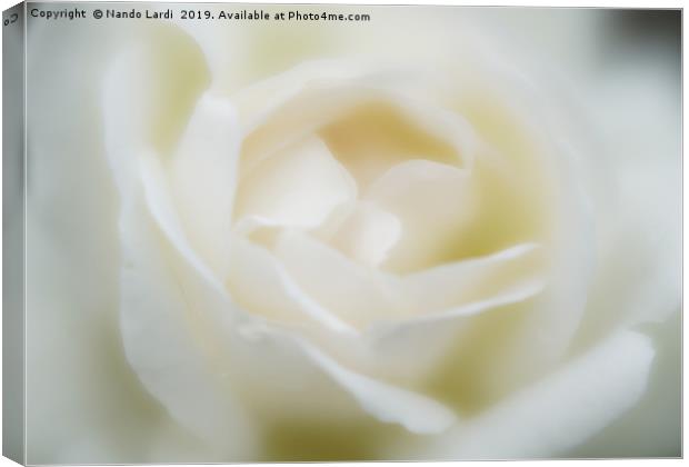 White Rose Canvas Print by DiFigiano Photography