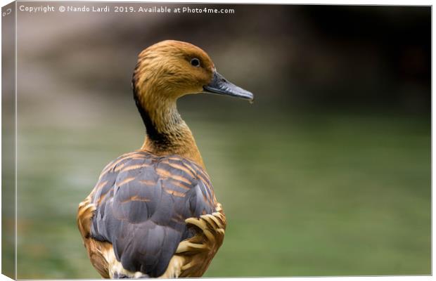 Duck And Drop Canvas Print by DiFigiano Photography