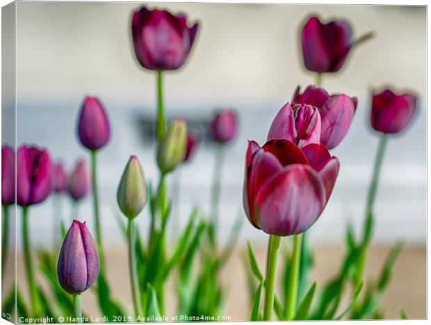 Steckborn Tulips Canvas Print by DiFigiano Photography