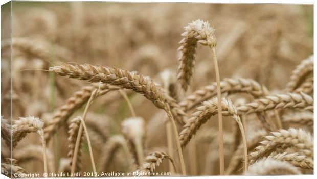 Golden Wheat Canvas Print by DiFigiano Photography