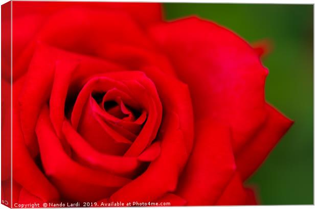 Red Rose Canvas Print by DiFigiano Photography
