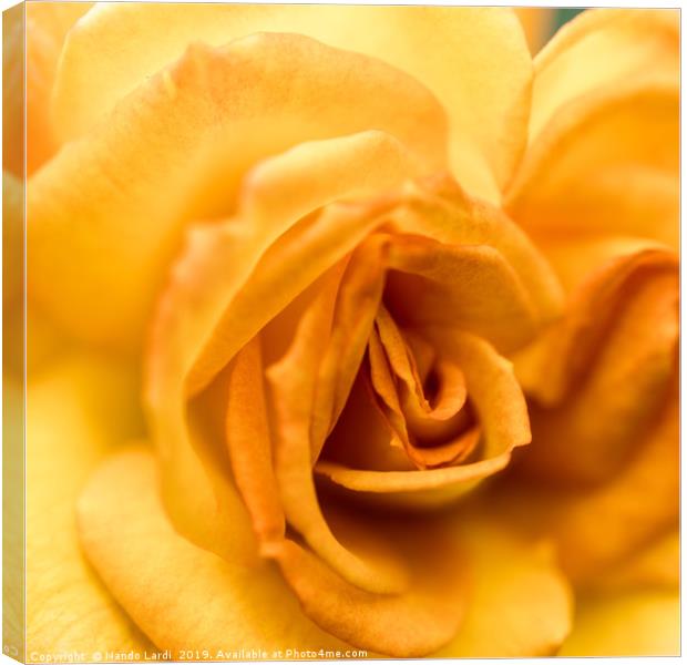 Yellow Rose Canvas Print by DiFigiano Photography