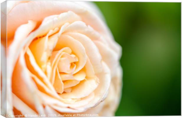 Creamy Rose Canvas Print by DiFigiano Photography