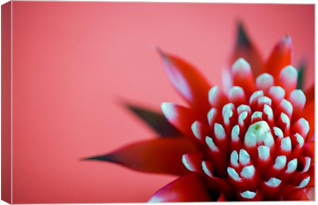 Red Hope Canvas Print by DiFigiano Photography