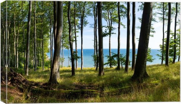 Jasmund Beech Canvas Print by DiFigiano Photography
