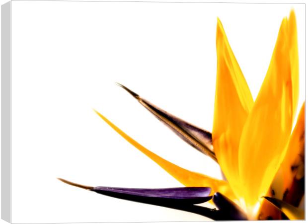 Bird of Paradise Canvas Print by DiFigiano Photography