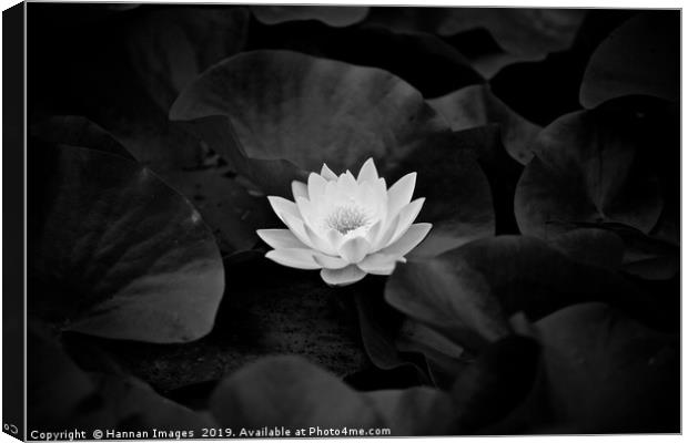 Water Lily Black and White Canvas Print by Hannan Images