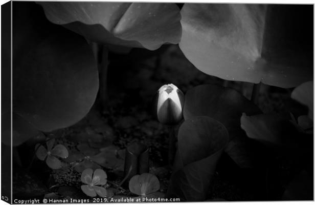 Closed water lily Black and White Canvas Print by Hannan Images