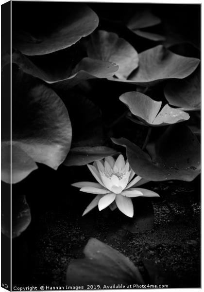 Hiding  Water Lily Canvas Print by Hannan Images