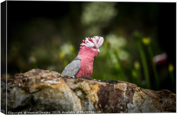 Galah Canvas Print by Hannan Images