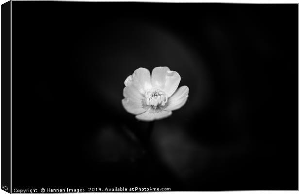 Black and White Buttercup Canvas Print by Hannan Images
