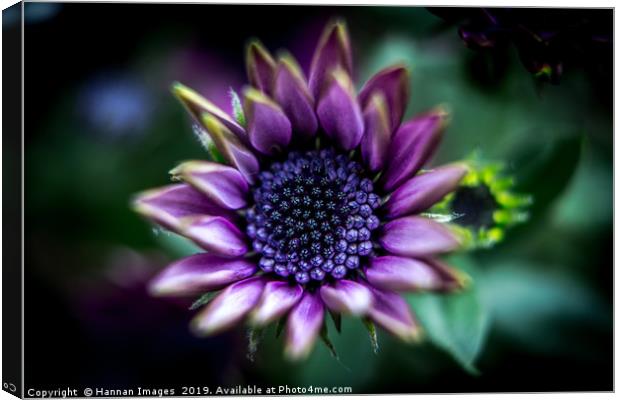 Purple African Daisy Canvas Print by Hannan Images
