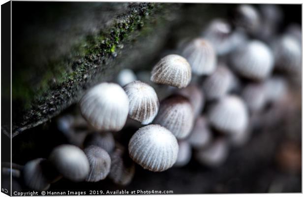Tiny mushrooms Canvas Print by Hannan Images