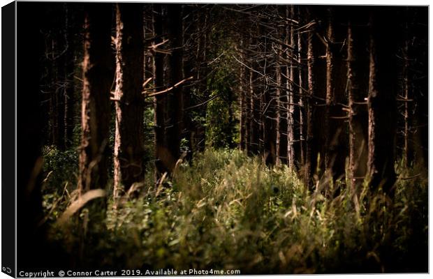 Trees in Thetford Forest Canvas Print by Connor Carter