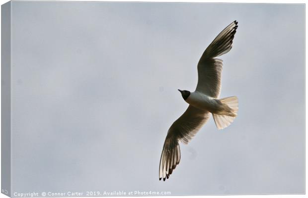 Common tern Canvas Print by Connor Carter