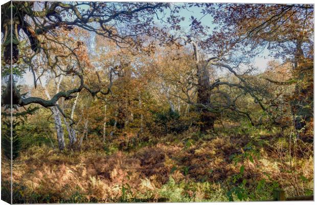 English Oak woodland in Autumn. Canvas Print by Ian Francis