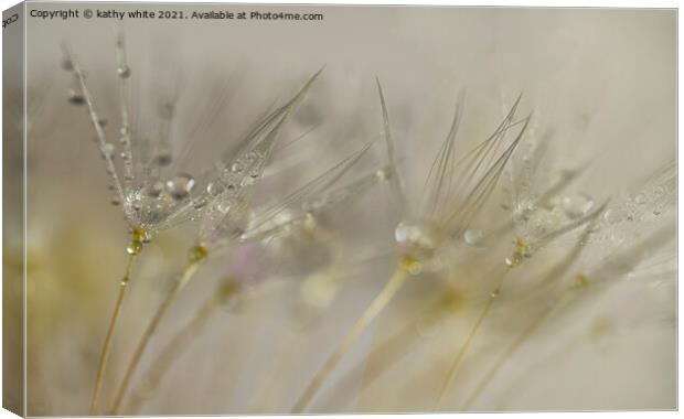 Pearls on a dandelion seedheads, close up Canvas Print by kathy white