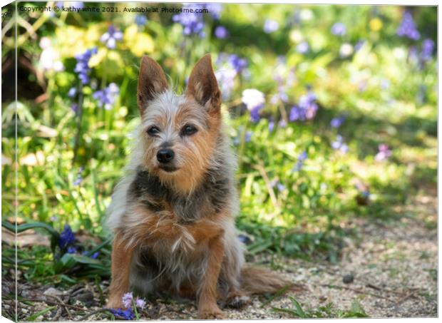 Yorkshire Terrier Dog ,a bluebell field, Canvas Print by kathy white