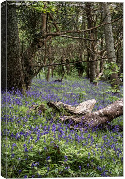  Cornwall,Bluebells in the Woods Canvas Print by kathy white