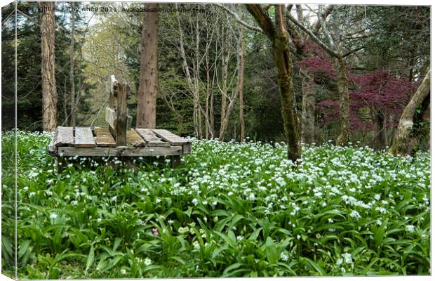 Wild garlic,  White Flowers,woods,Wild Garlic Canvas Print by kathy white
