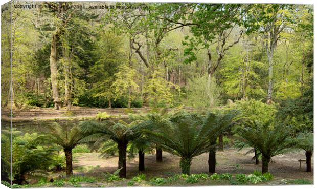 Tree ferns in a garden Canvas Print by kathy white