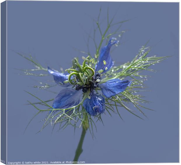 Beautiful flower love in a mist  Canvas Print by kathy white