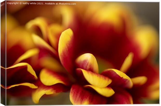 red and yellow Chrysanthemum,striking colours Canvas Print by kathy white