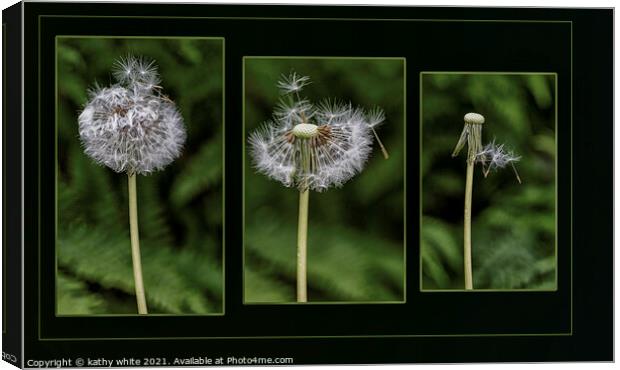 the life of a dandelion seed. Flower Photography  Canvas Print by kathy white