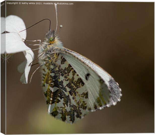 Female orange tip butterfly  Canvas Print by kathy white