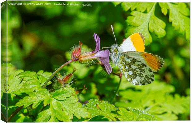 male orange-tip butterfly Canvas Print by kathy white