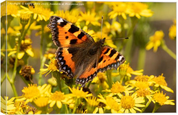  Tortoiseshell butterfly Canvas Print by kathy white
