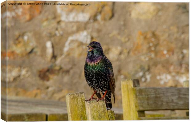 starling bird sitting on top of a wooden fence Canvas Print by kathy white