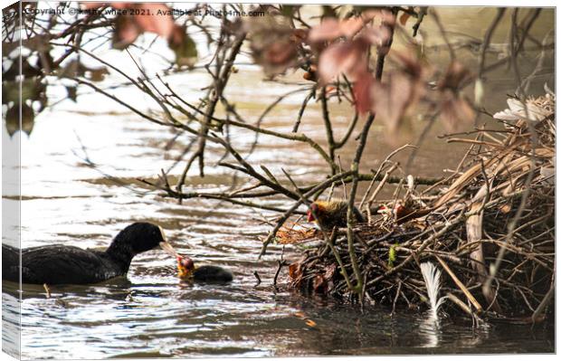 Feed Me,Coot and chick Canvas Print by kathy white