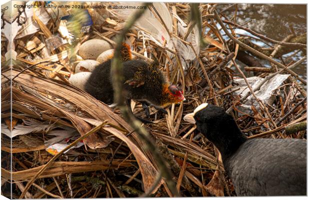 coot nest with baby coot Canvas Print by kathy white