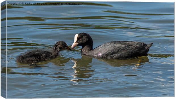 A mother Coot feeding her baby chick Canvas Print by kathy white